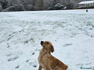 Golden Retriever dogs Stunning KC, working Golden retriever pups - Advert 2
