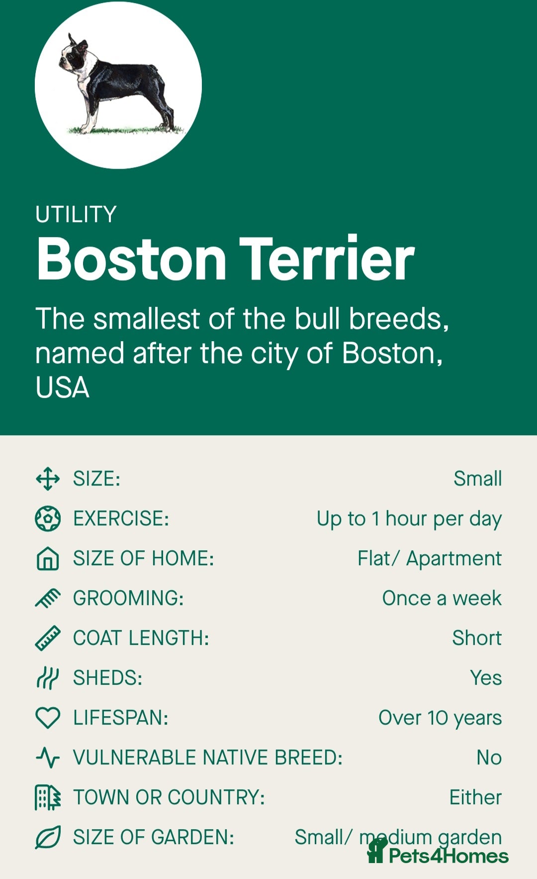 Boston Terrier dogs for sale:  KC Boston Terriers Blue eyed Lilac🩵 - Advert 8