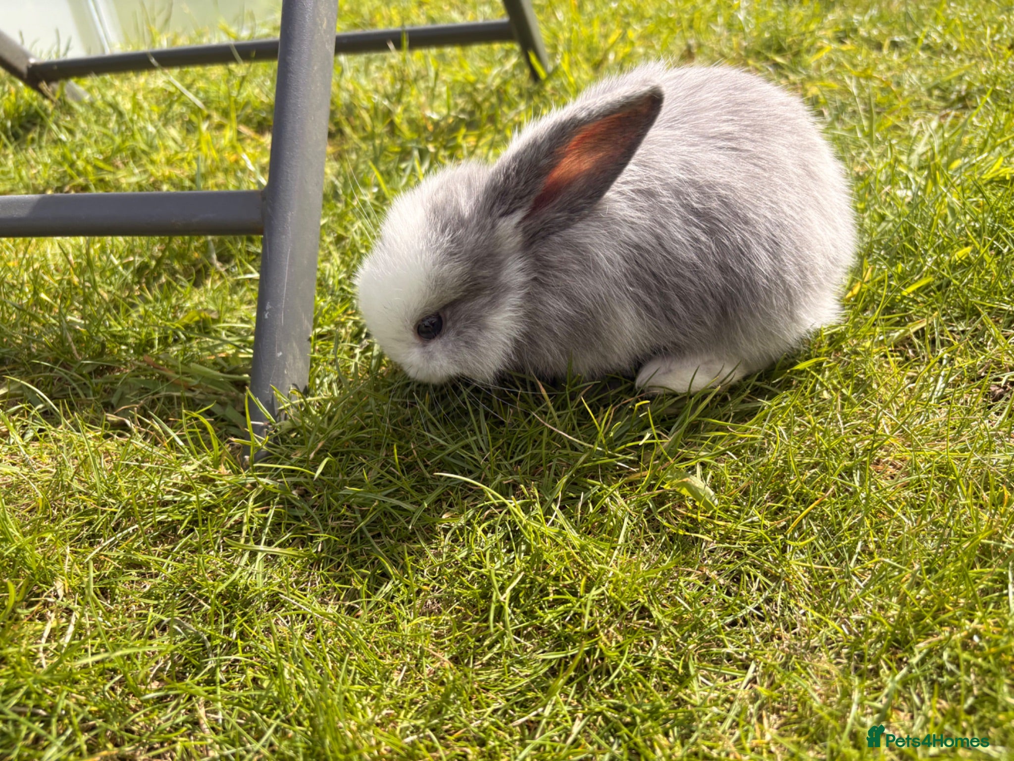 Mini Lop rabbits Adorable mini lops 💖🩵 - Advert 1