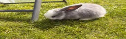 Mini Lop rabbits for sale: Adorable mini lops 💖🩵 - Advert 14