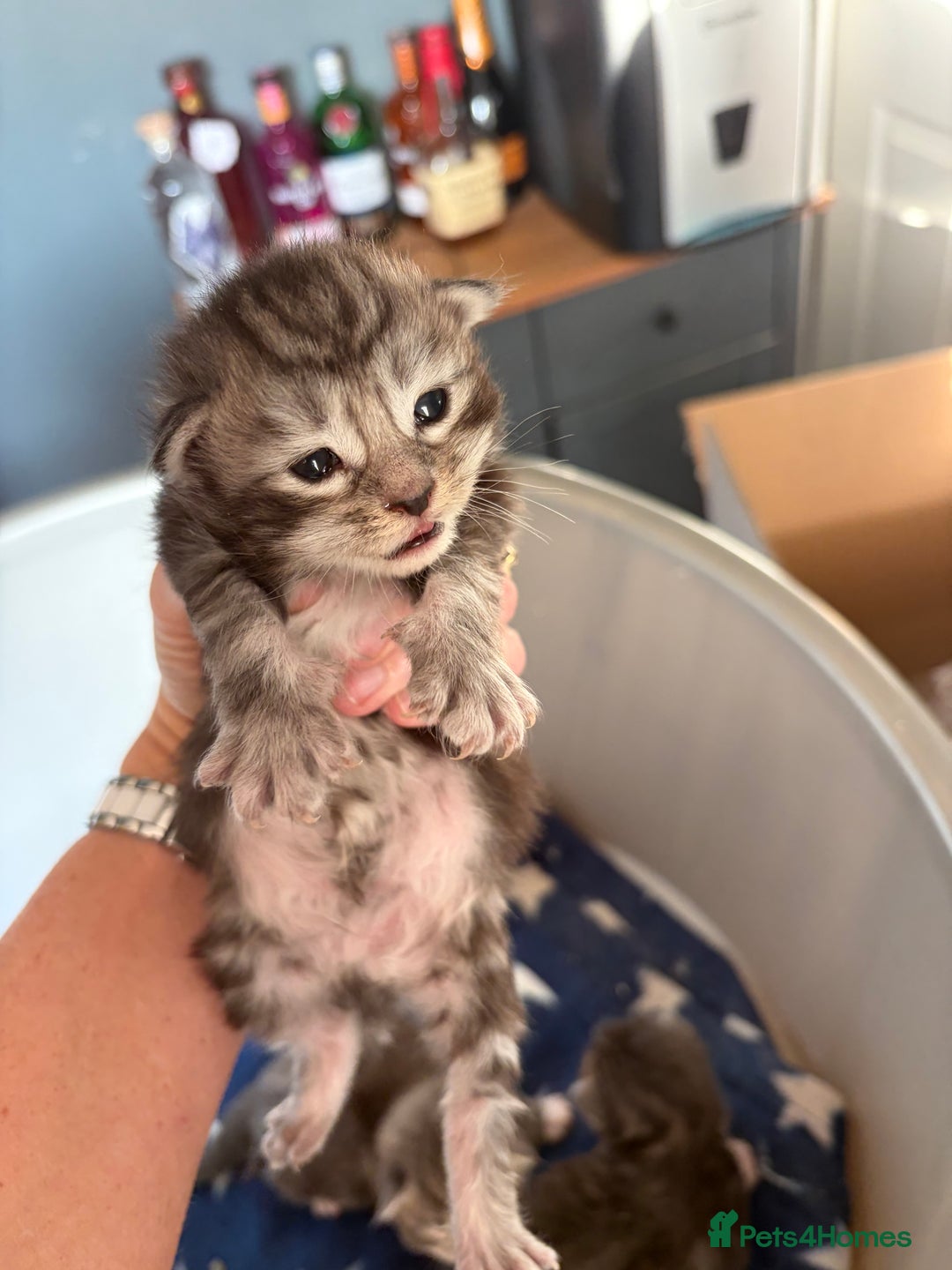 Maine Coon cats for sale: Last little girl - ready now - Advert 22