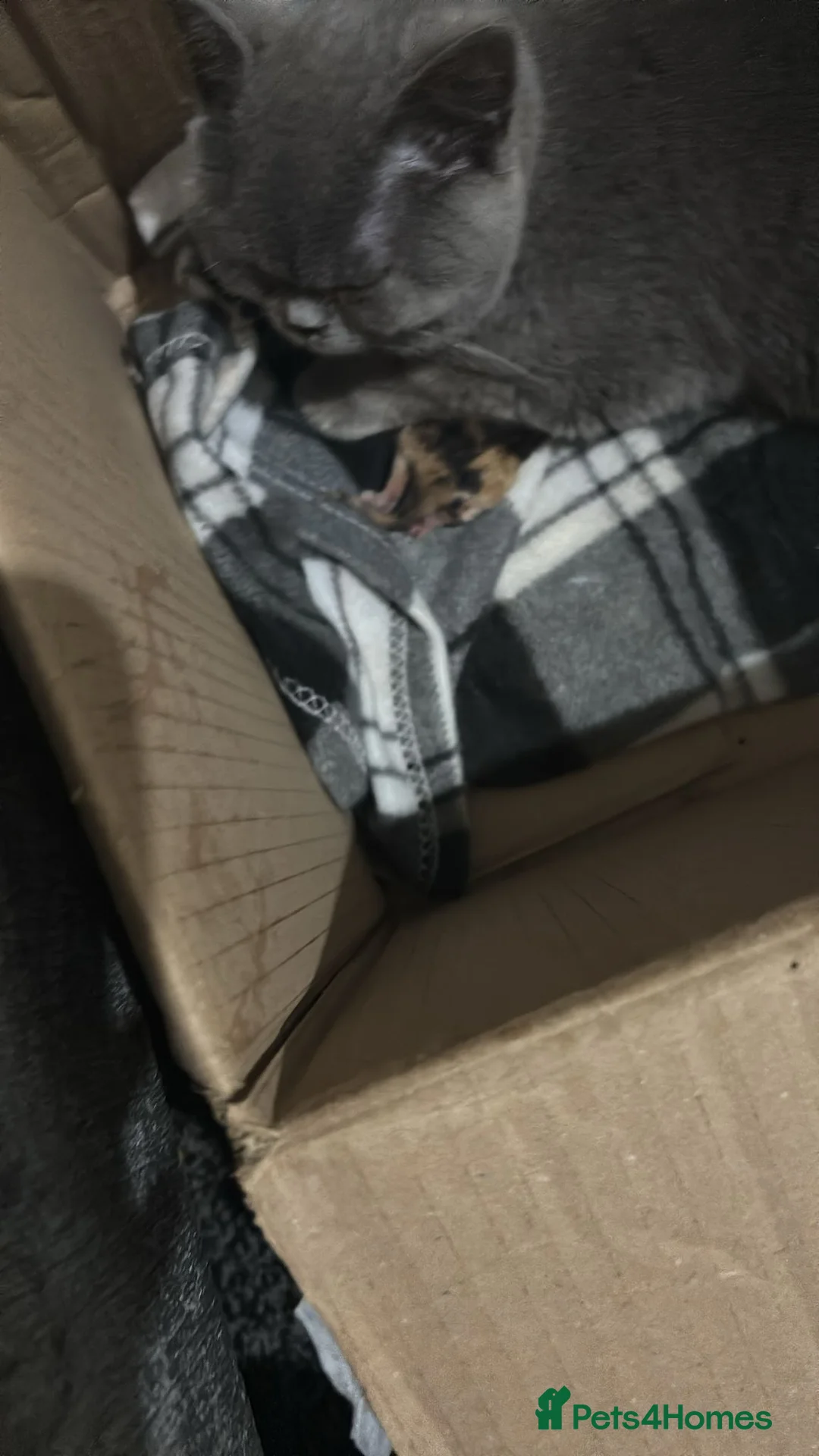 British Shorthair cats for sale: British short hair kittens  - Advert 2