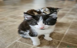 Mixed Breed cats for sale: Three kittens ready today!  - Image 6