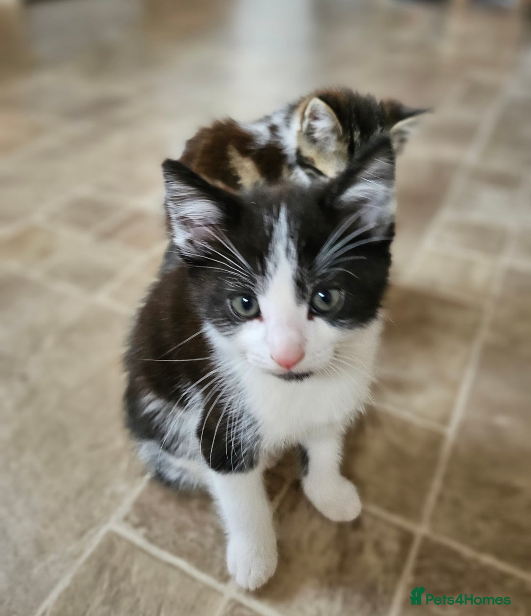 Mixed Breed cats for sale: Three kittens ready today!  - Image 6