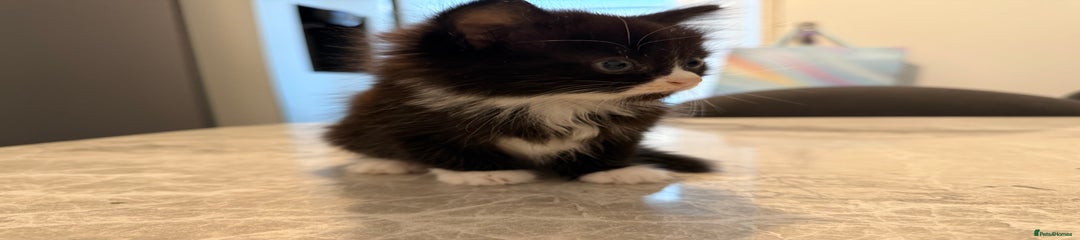 Mixed Breed Kitten 1