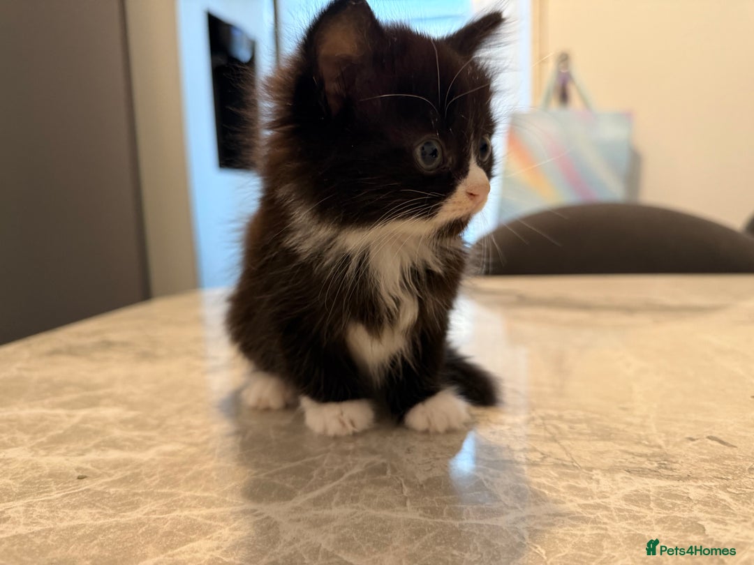 Mixed Breed cats for sale: lovely kittens read to go, just 3 left - Image 4