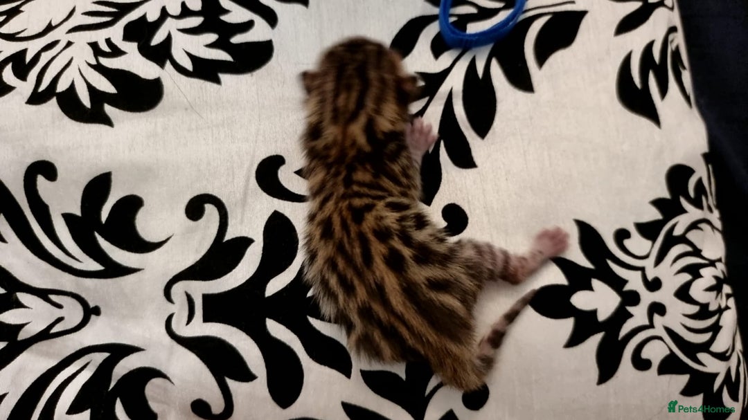 Bengal cats for sale: Beautiful Bengal Kittens  in Sutton - Image 8