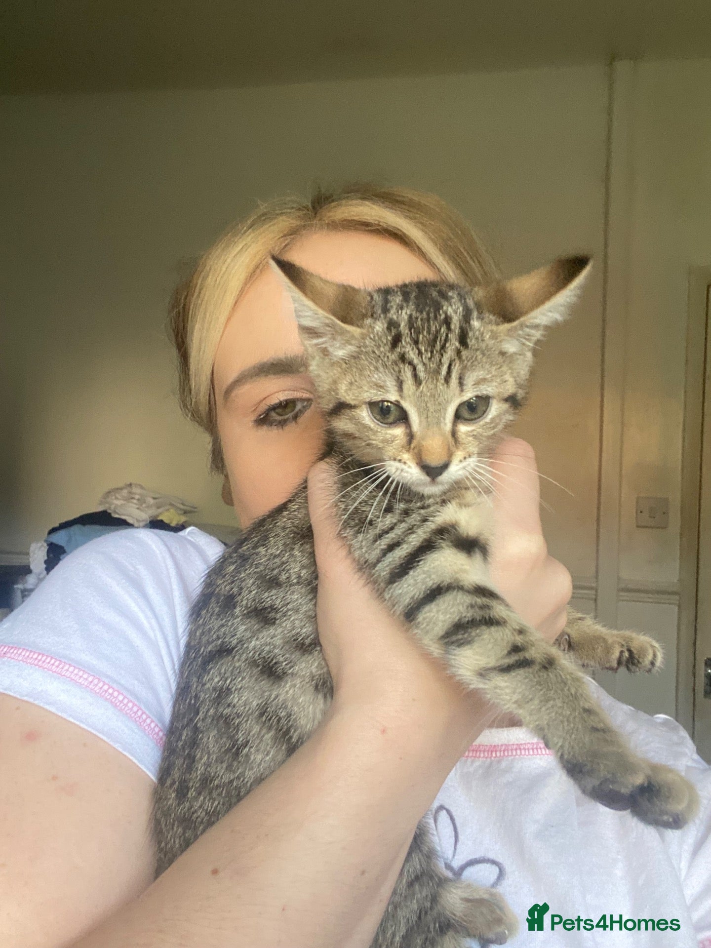 Savannah cats Kitten female savannah  - Advert 3