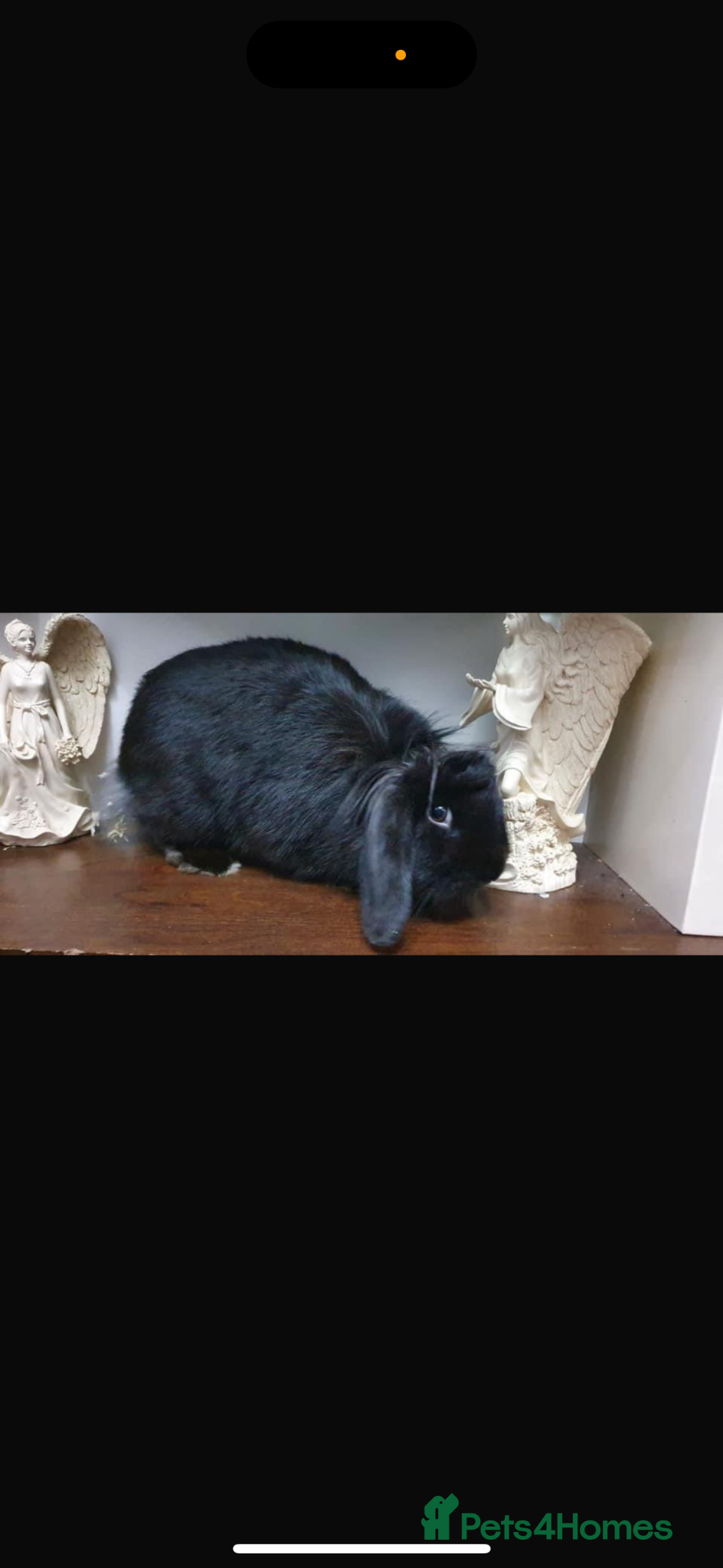 Mini Lion Lop rabbits Coco  - Advert 16