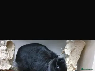 Mini Lion Lop rabbits Coco - Advert 1