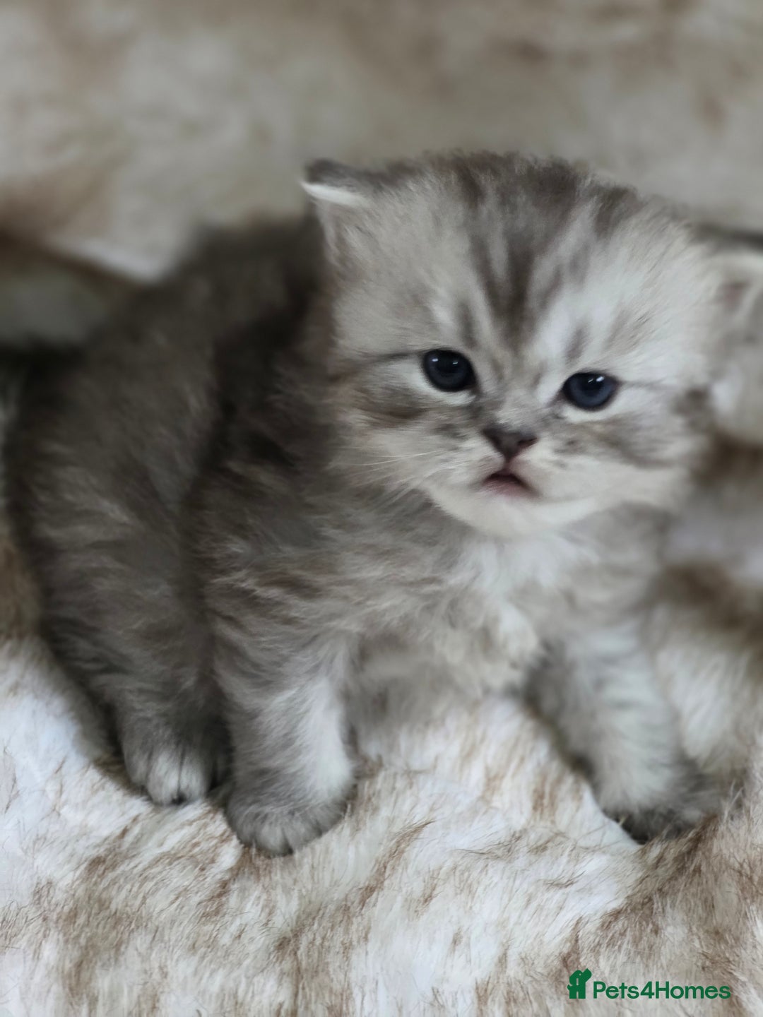Persian cats for sale: Persian kittens  - Advert 18