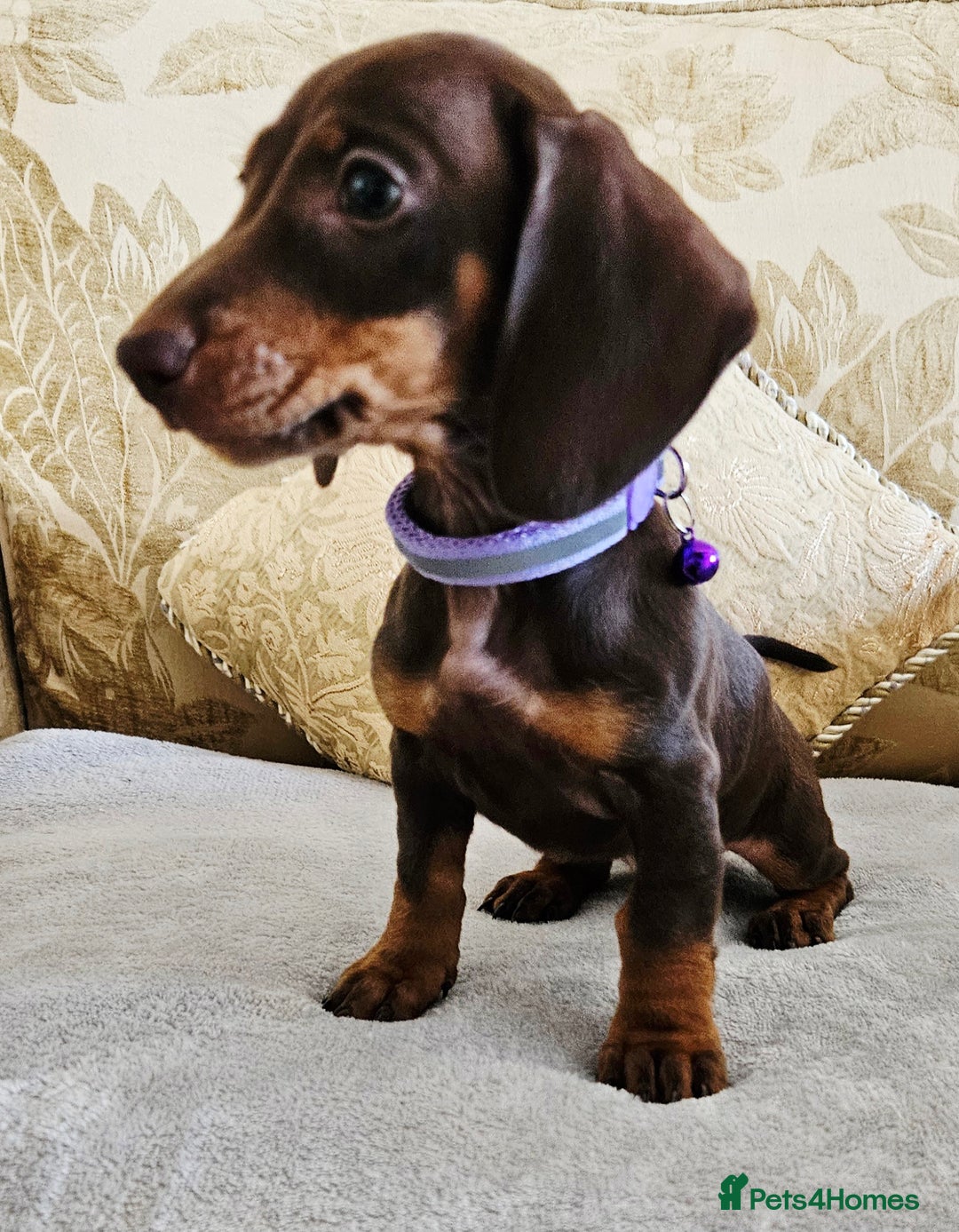 Dachshund dogs for sale: Dachshund puppies ready to leave  - Image 8