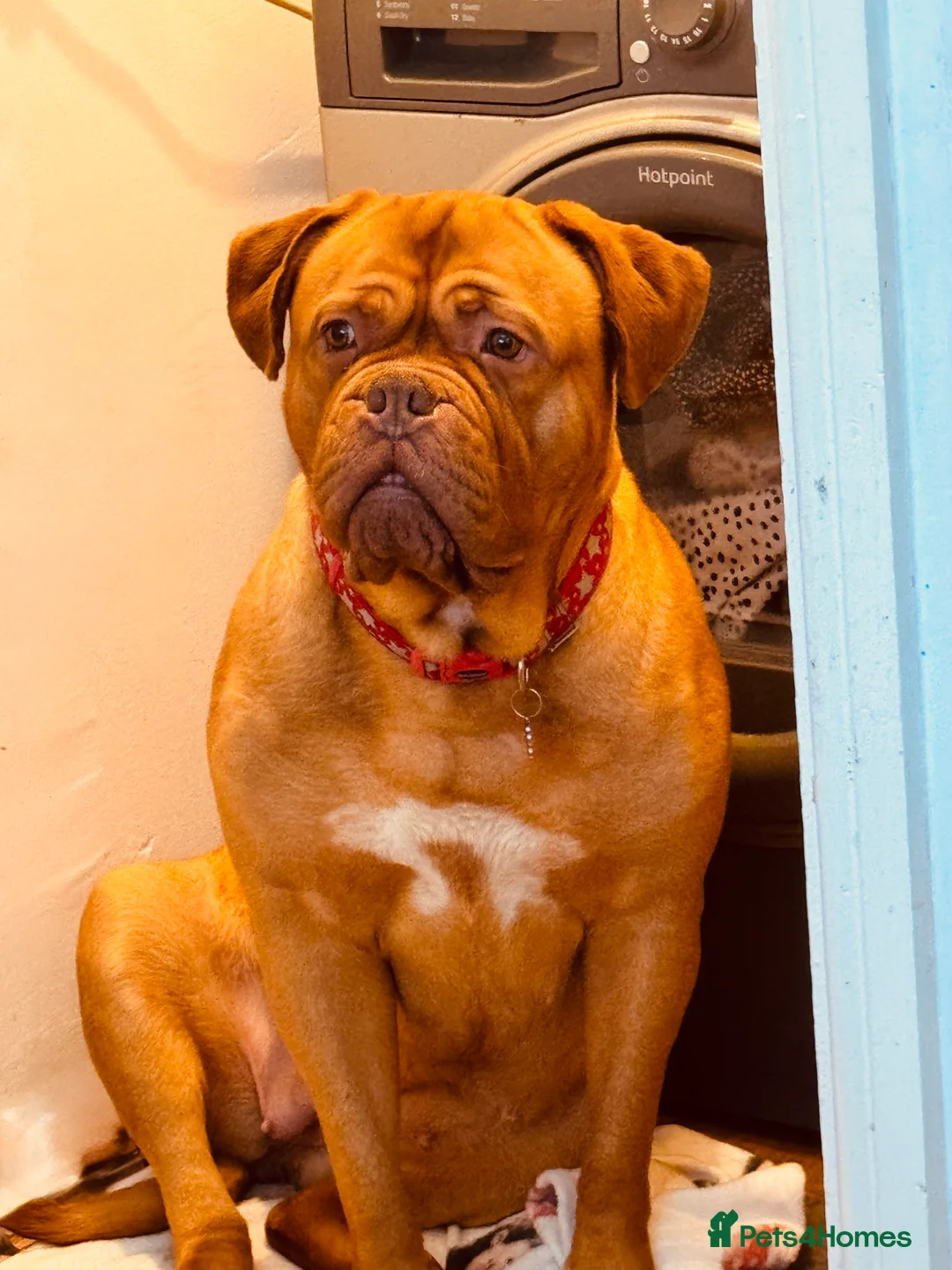 Dogue De Bordeaux dogs for sale: Home needed  - Advert 2