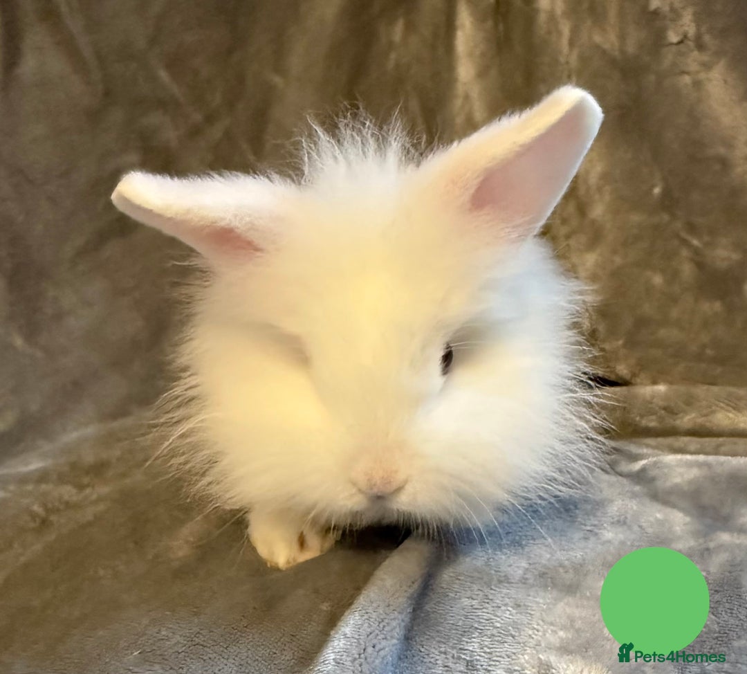 Lionhead rabbits for sale: 🐰 3 Baby Lionhead Rabbits for Sale 🐰 - Advert 2