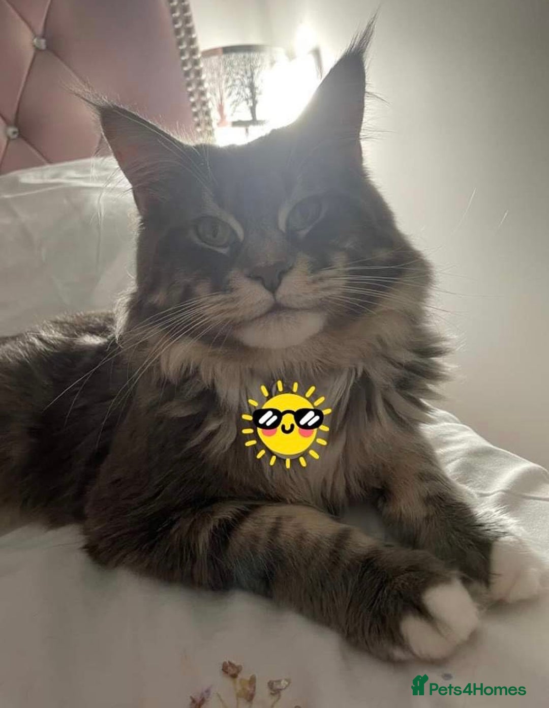 Maine Coon cats for stud: Champion Blue silver Maine Coon TICA GCCF Pedigree in Irvine - Advert 7