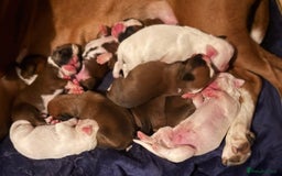 Boxer dogs for sale: KC Registered Boxer Puppies - Image 7
