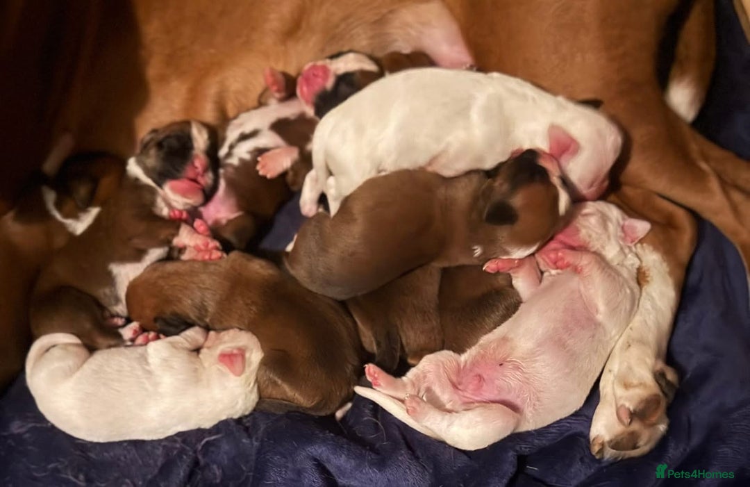 Boxer dogs for sale: KC Registered Boxer Puppies - Image 7
