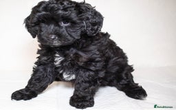 Mixed Breed dogs for sale: Havapoo. F1. Super healthy. - Image 15