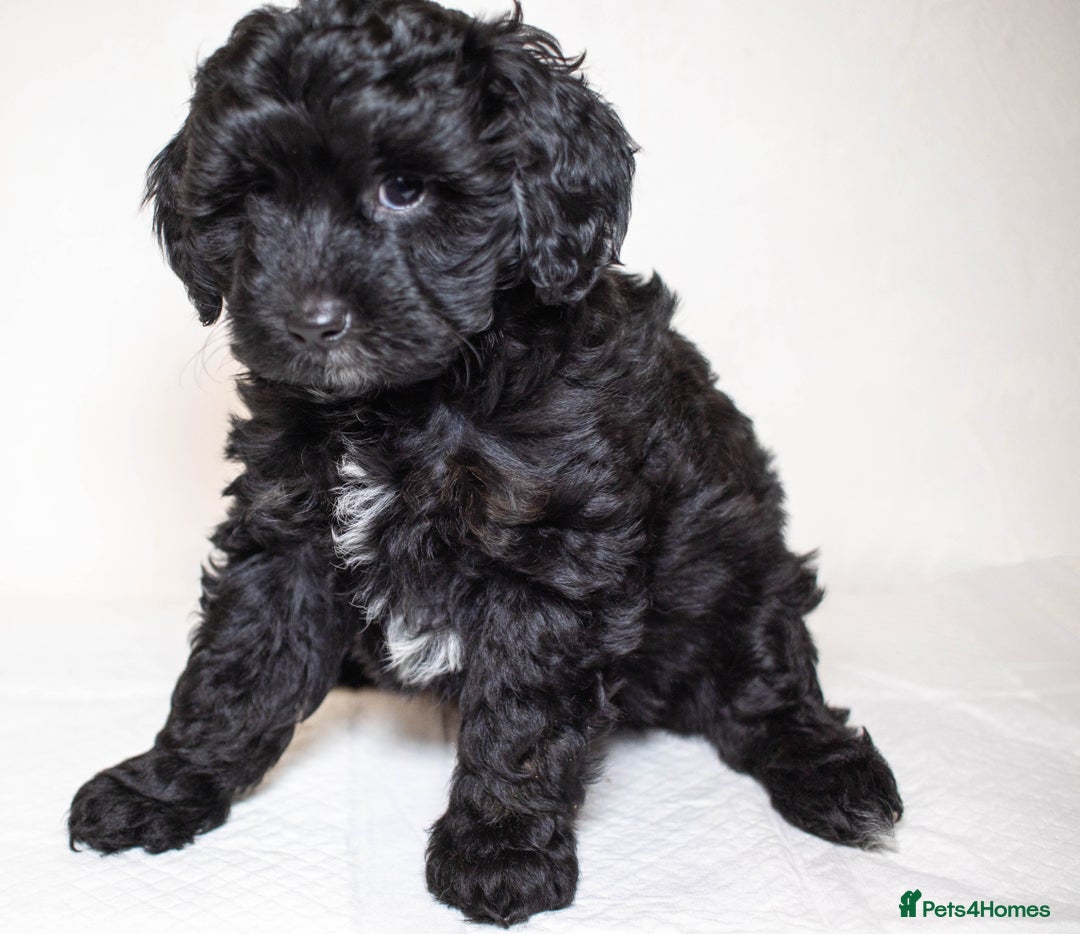 Mixed Breed dogs for sale: Havapoo. F1. Super healthy. - Image 15
