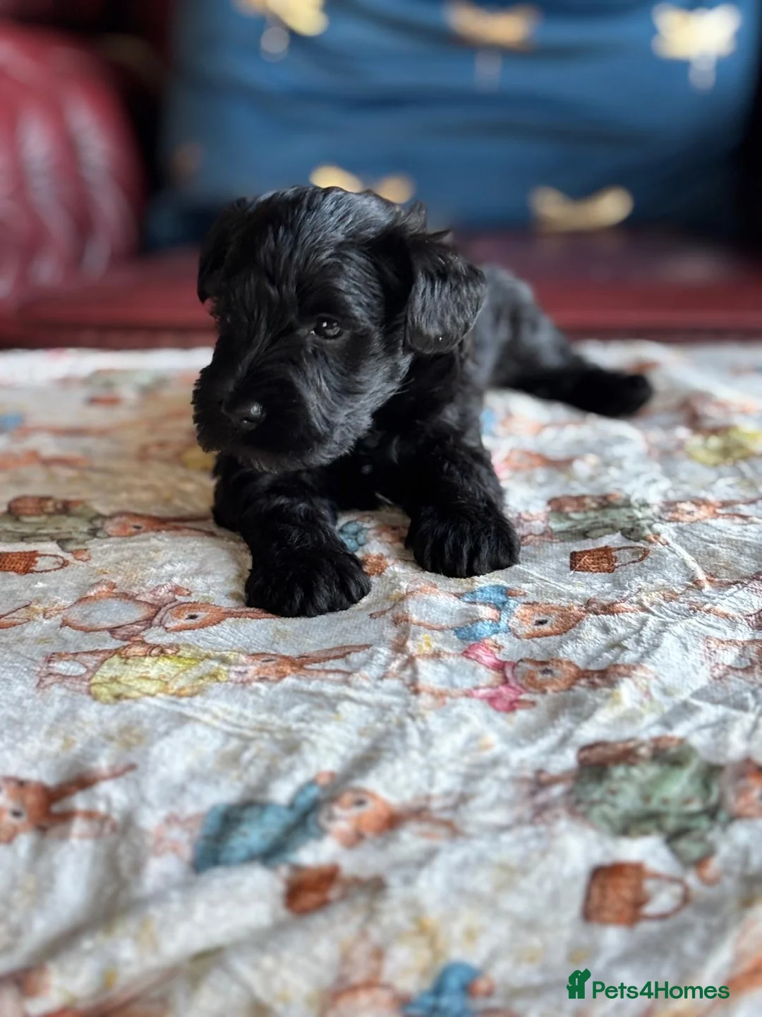 Miniature Schnauzer dogs for sale: Miniature Schnauzer KC reg puppies  - Advert 13