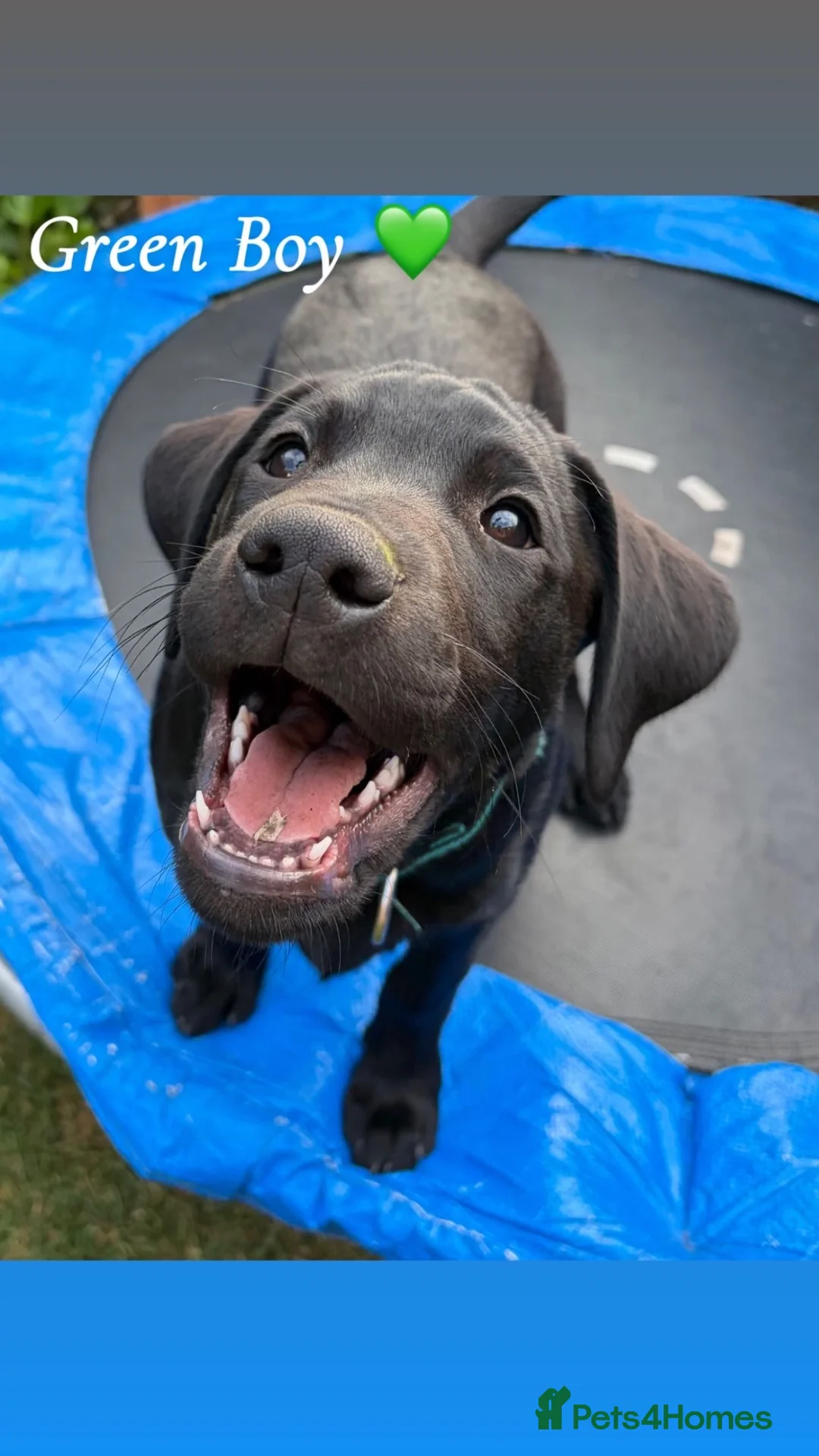 Labrador Retriever dogs for sale: Ready to leave, KC registered Labrador pups. in Brampton - Advert 2