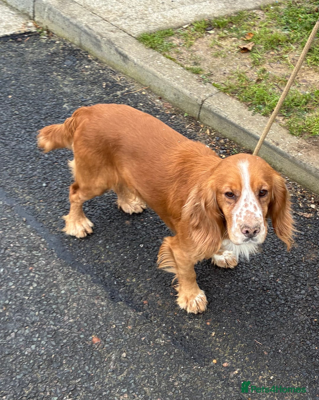 Cocker Spaniel dogs for sale: KC registered working cocker spaniel puppies  - Advert 9