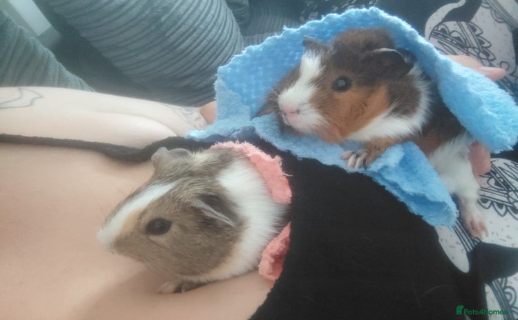 Guinea Pig rodents - Advert 1