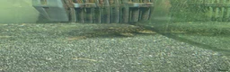 Plecos fish for sale: Variety Of Fish - Advert 3