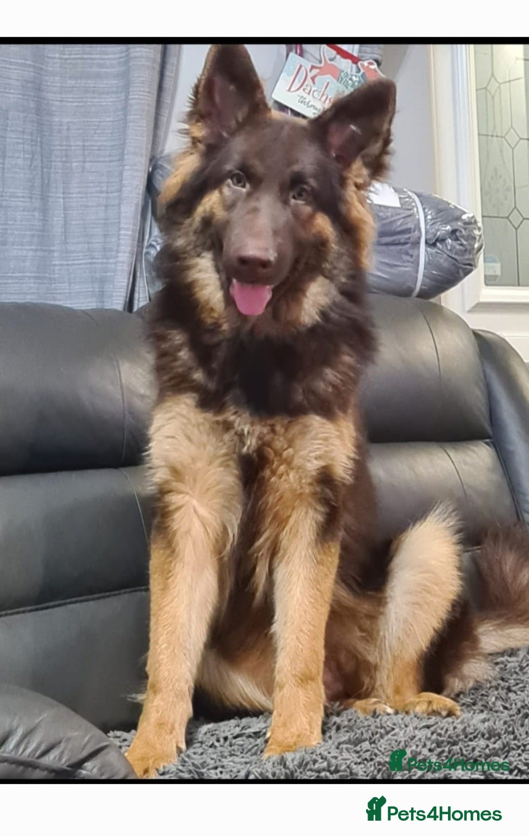 Mixed Breed dogs Beautiful shepherd x doberman  - Advert 2