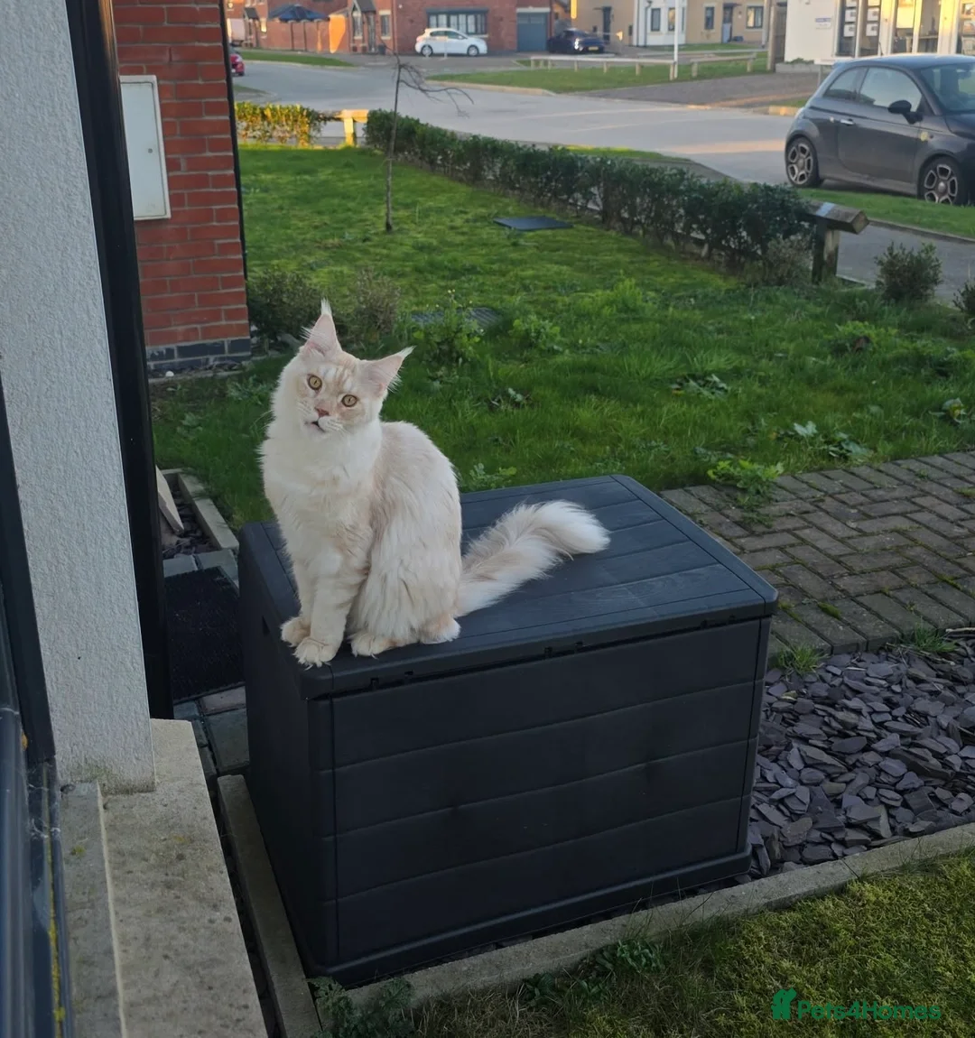 Maine Coon cats for sale: Purebred Cream Maine Coon Boy – 1.6 Years Old - Advert 2