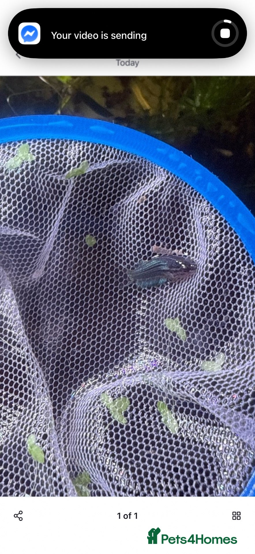 Bettas fish Betta fish for sale  - Advert 15