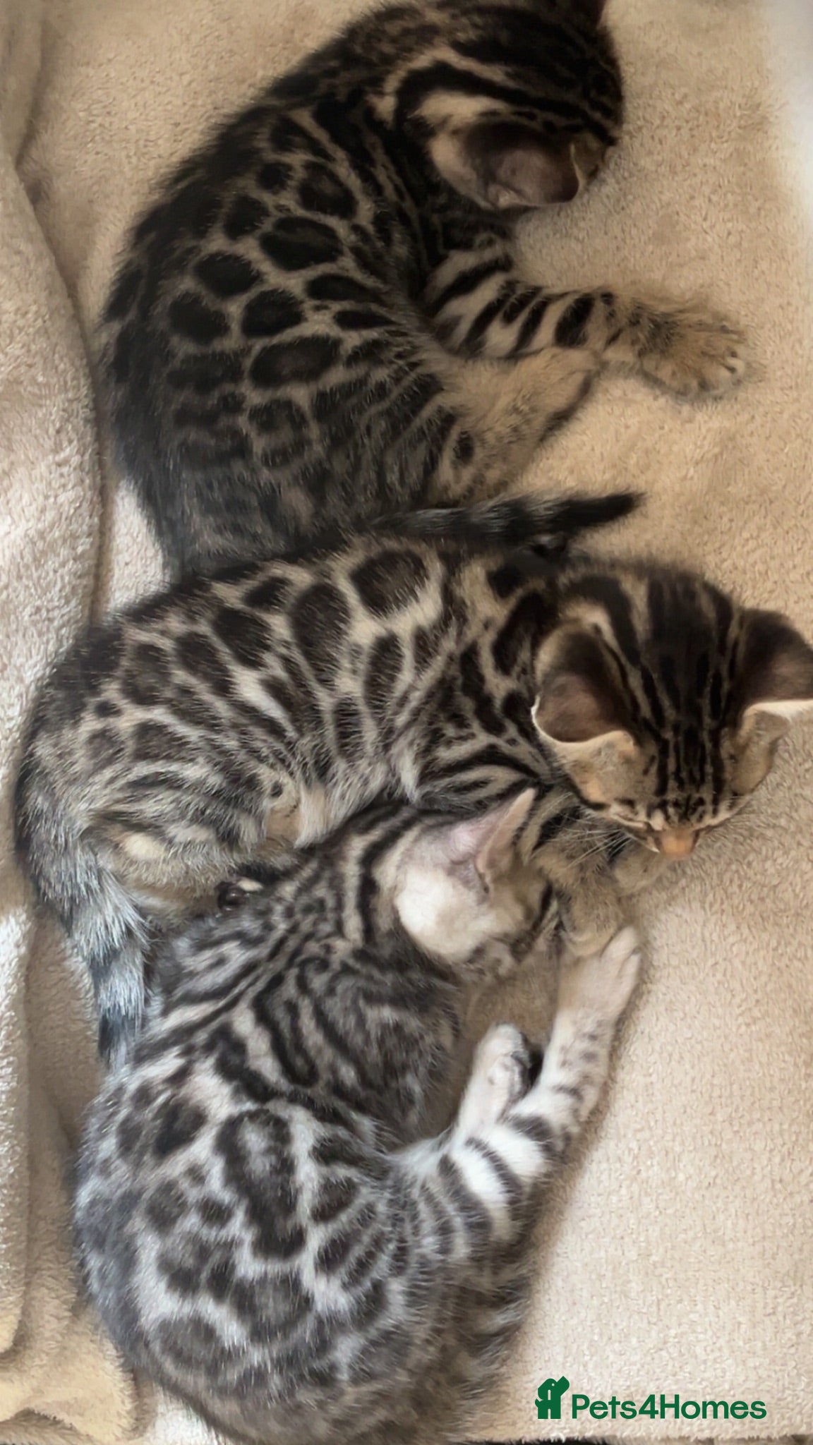 Bengal cats 🐆glitter Tica reg kittens available 🐆 - Advert 3