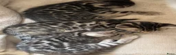 Bengal cats for sale: 🐆2 glitter gene tica bengal left naw ! 🐆 - Advert 10