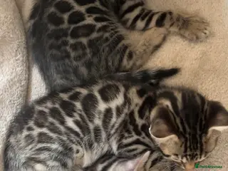 Bengal cats 🐆glitter Tica reg kittens available 🐆 - Advert 3