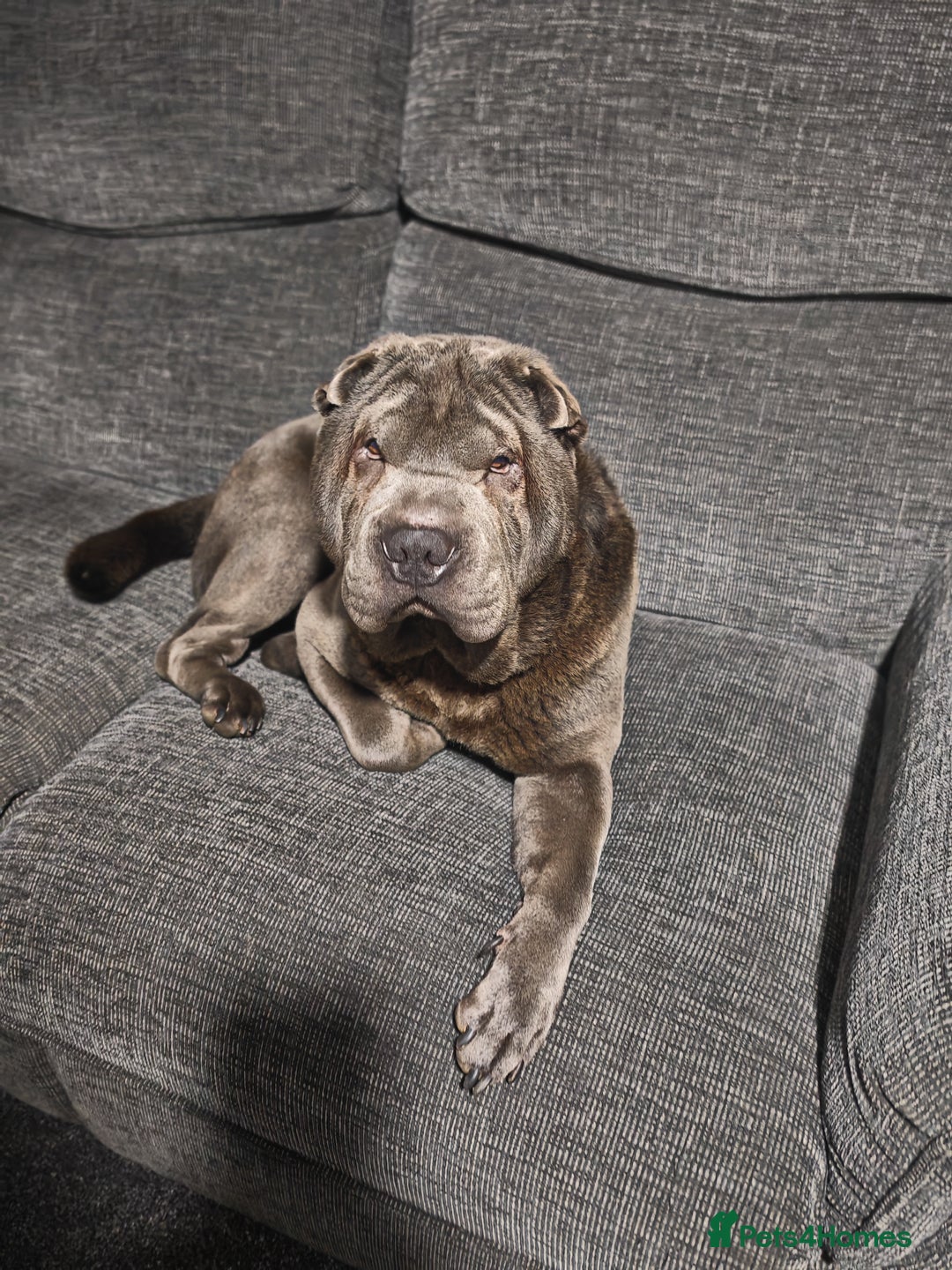 Shar Pei dogs for sale: Male Blue Shar Pei  - Advert 1