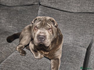 Shar Pei dogs Male Blue Shar Pei - Advert 1