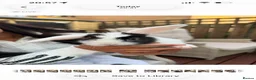 Mixed Breed rabbits for sale: Lop X mixed breed rabbits - Advert 1