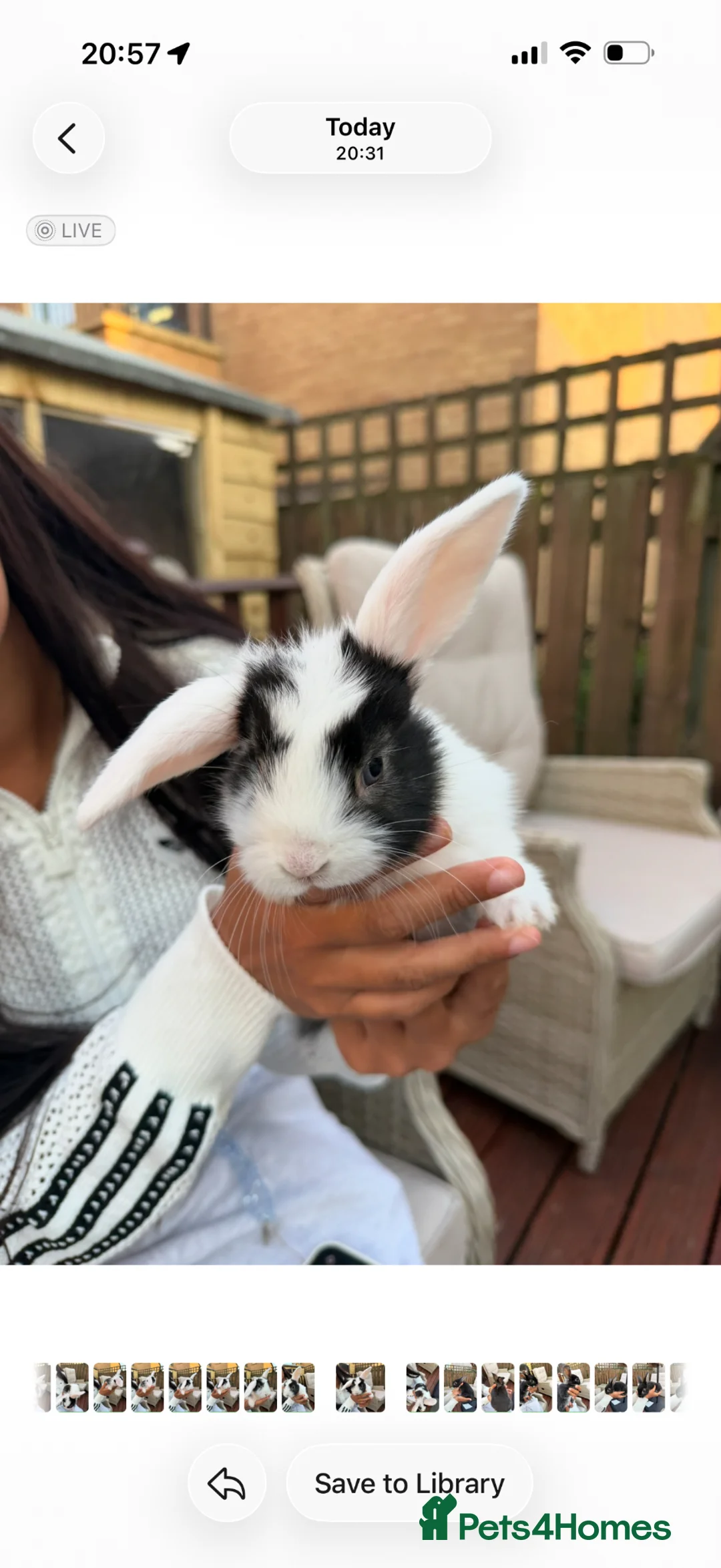 Mixed Breed rabbits for sale: Lop X mixed breed rabbits - Advert 1