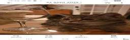 Mixed Breed cats for sale: Beautiful tabby girl looking for new home - Advert 4