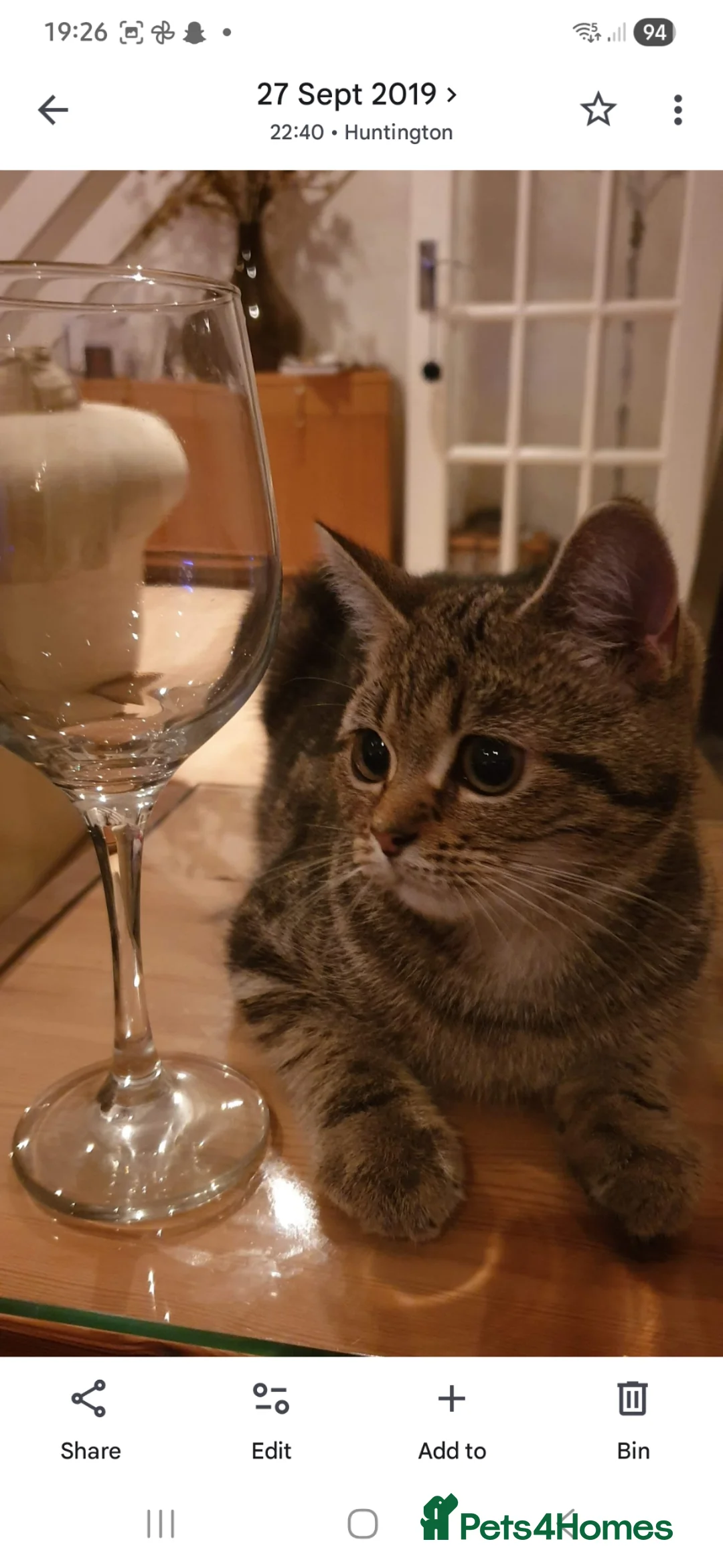 Mixed Breed cats for sale: Beautiful tabby girl looking for new home - Advert 4