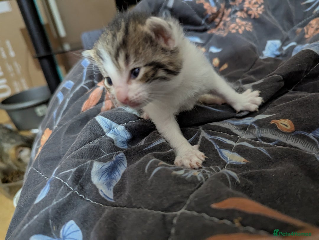 Mixed Breed cats for sale: Tabbies for sale (mixed breed) (8M/1F) - Image 12