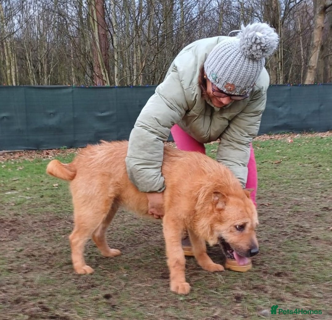 Mixed Breed dogs for adoption: 🐾 Meet IZZY 🐾 💛 A loyal heart & love to give 💛 - Advert 28