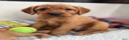 Labradoodle dogs for sale: F1 Labradoodle Puppies - Advert 12