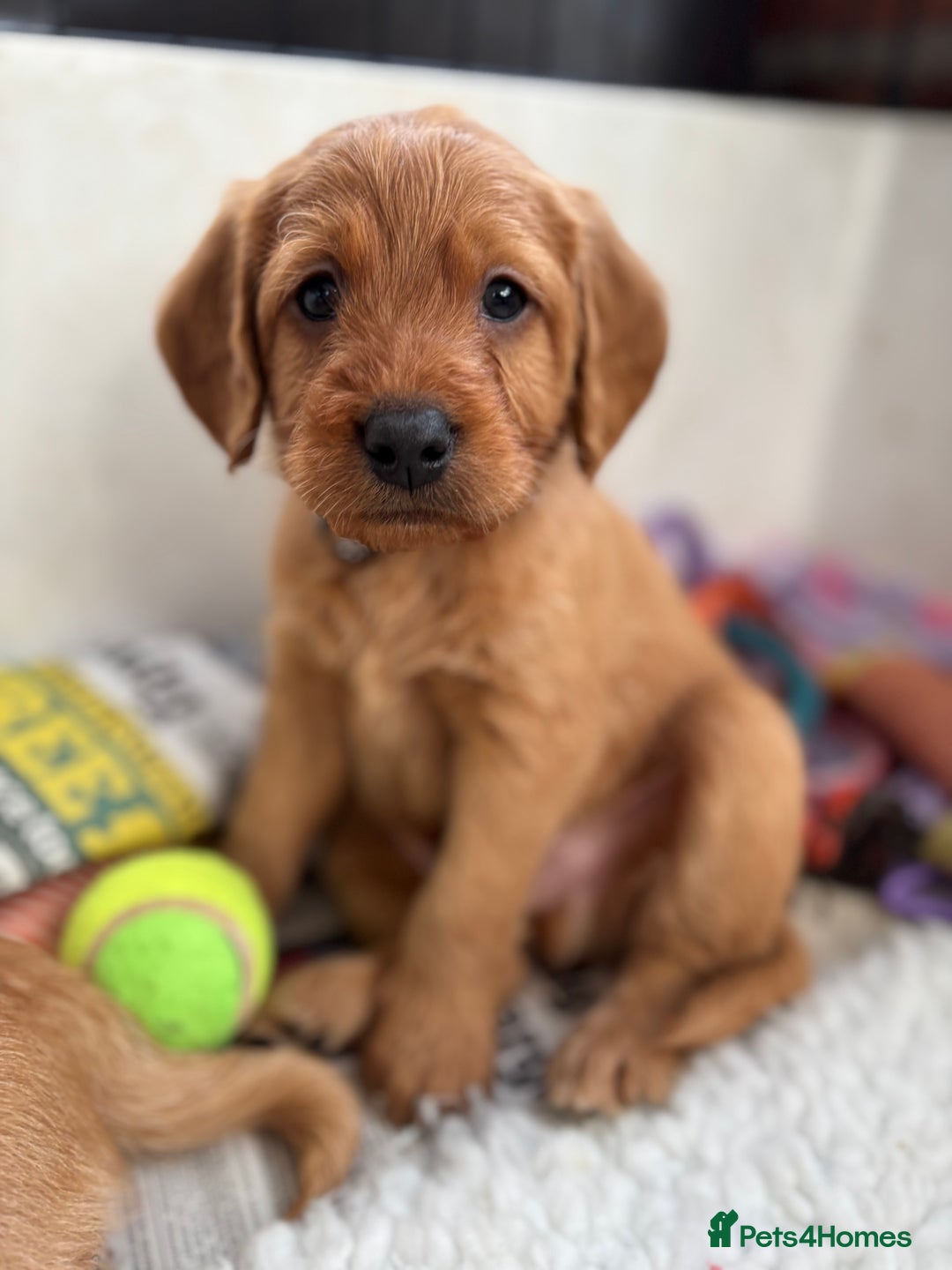 Labradoodle dogs for sale: F1 Labradoodle Puppies - Advert 12