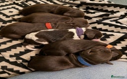 Cocker Spaniel dogs for sale: Working cocker spaniel puppies - Image 8