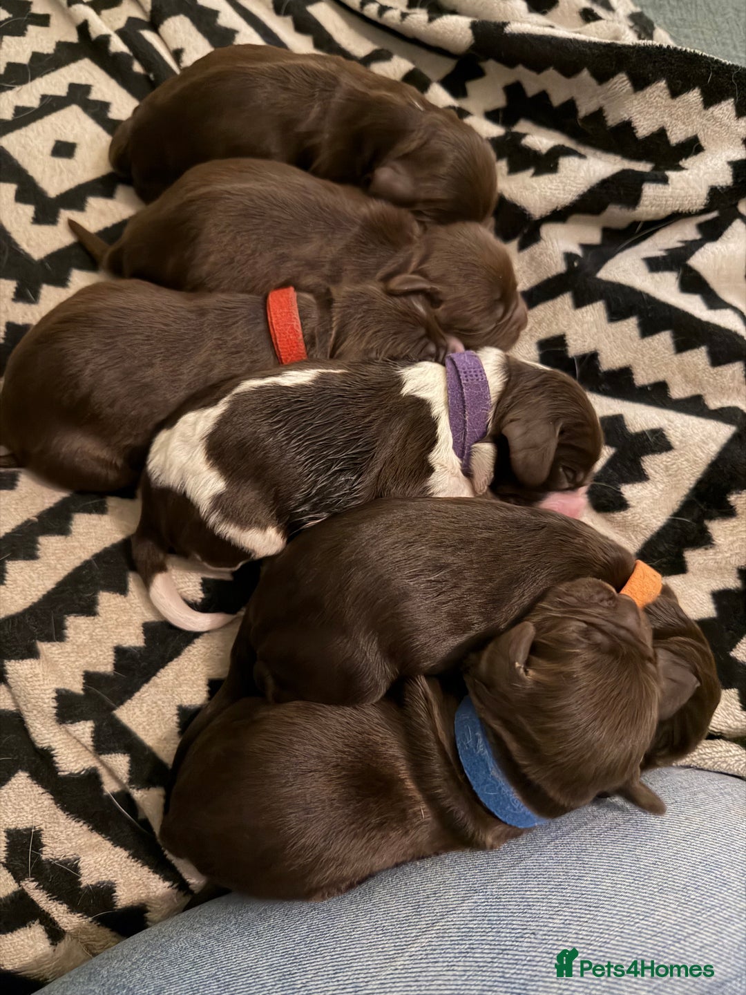 Cocker Spaniel dogs for sale: Working cocker spaniel puppies - Image 8