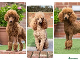 Miniature Poodle dogs Donnajays Professional Lisenced health tested in Stafford - Advert 22