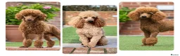 Miniature Poodle dogs for stud: Donnajays Professional Lisenced health tested  in Stafford - Advert 1