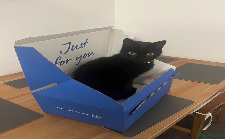 Domestic Shorthair cats - Advert 2