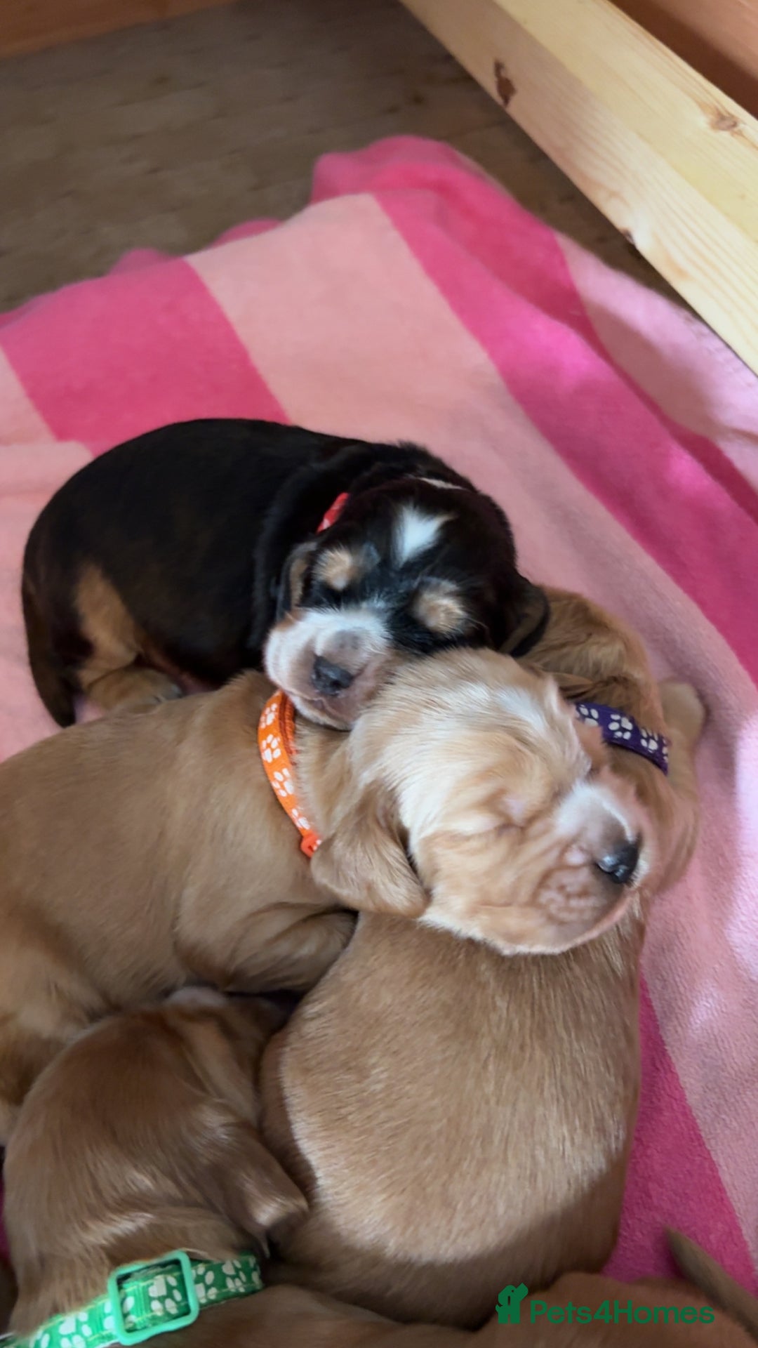 Cocker Spaniel dogs for sale: Show type cocker spaniel pups - Advert 27